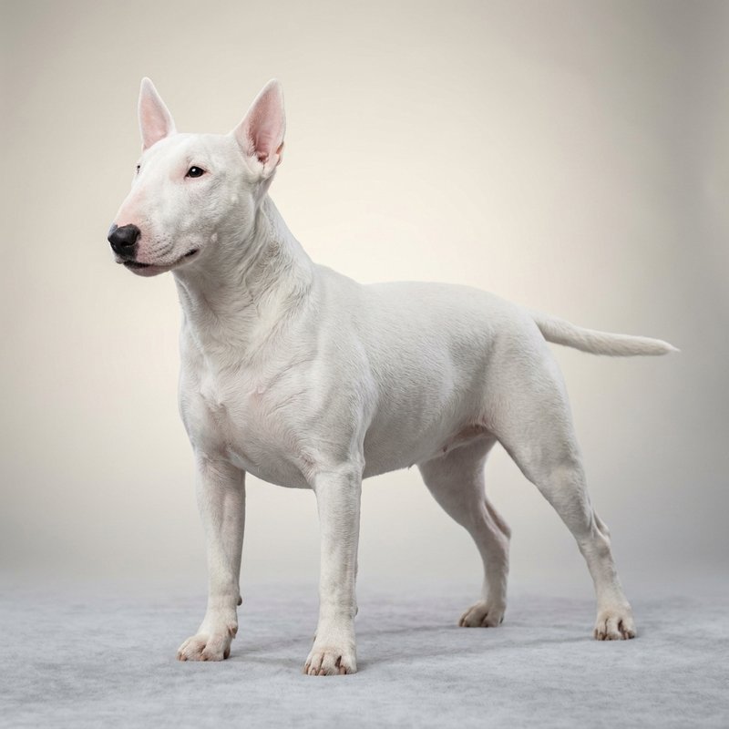 "Bull Terrier studio portrait"