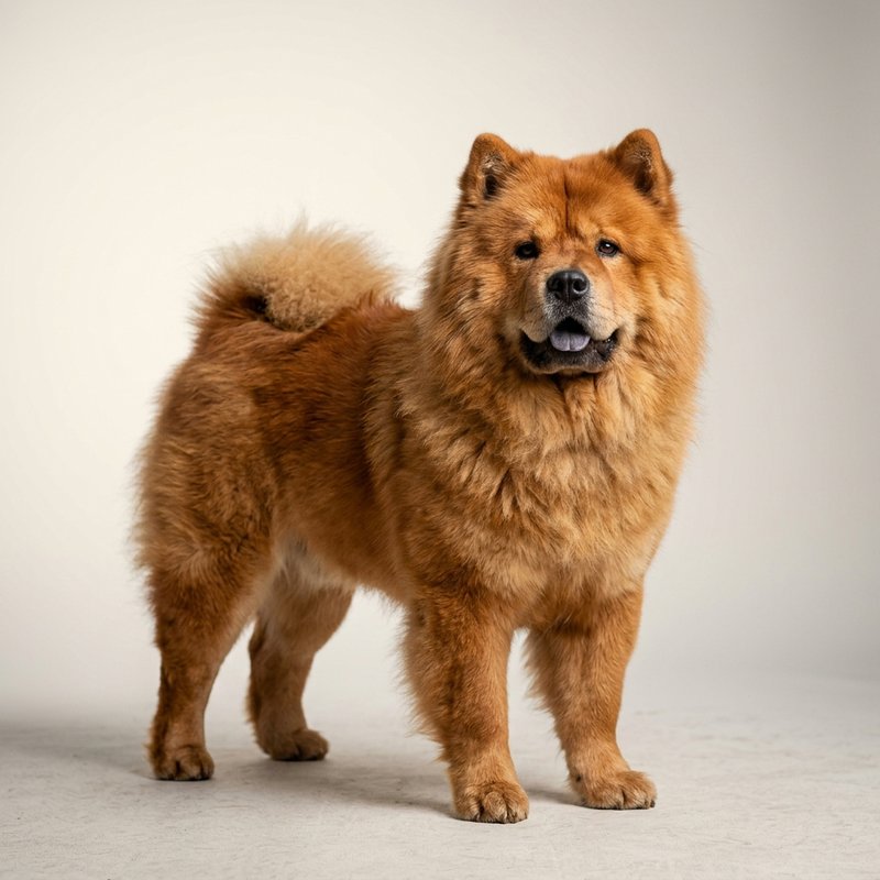 "Chow Chow studio portrait"