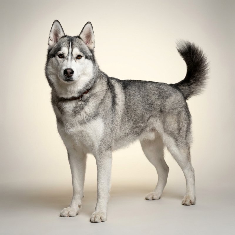 "Siberian Husky studio portrait"